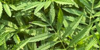 Quinta