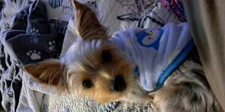 Brenda