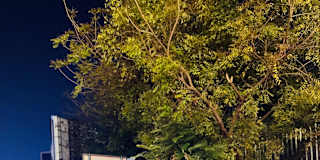 Tarun
