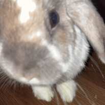 Logan