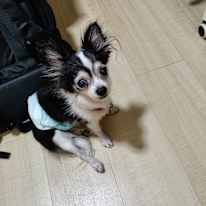 Ming