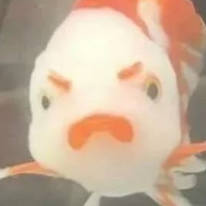 小金鱼