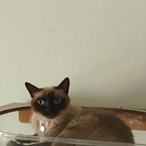 Sam