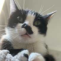 Mellow thomas