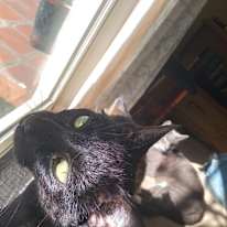 Kade