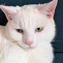 DJ