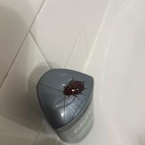 Hunter Healy