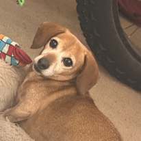 Cam