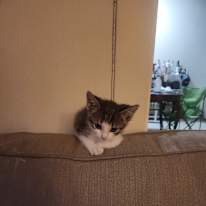 calliope