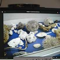 Miss Renee K. Taylor--Cleaner--French Degree--Theatre and Science Buff--Wants to help resolve an unconfirmed Crime Incident