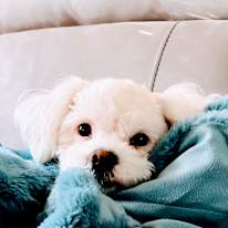 Treya
