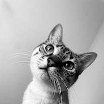 Elodie