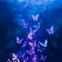 preethi
