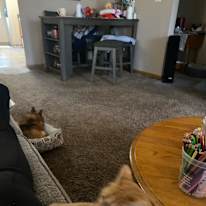 Skippy