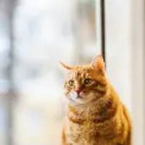 Dee
