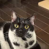 Hugo
