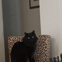 Adam