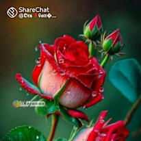 Sonu
