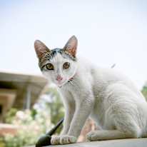 Divya