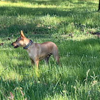 Sara