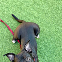 Chrisry