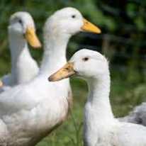 dey