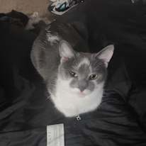 Jasper