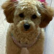 Bobbi