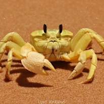 looking for my friend