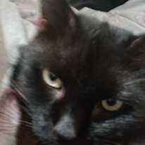 Caitlin