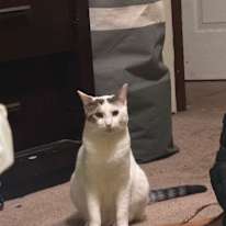 Co