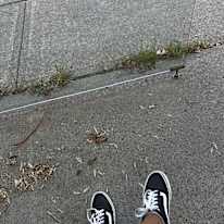 Koin