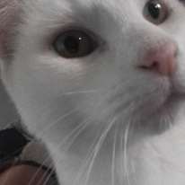 Casey