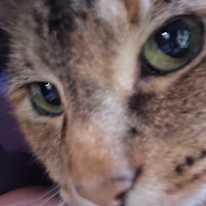 Nali