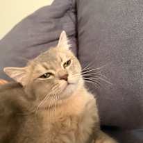 Noura