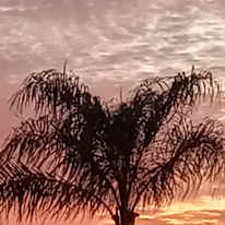 Dawn Gazzola
