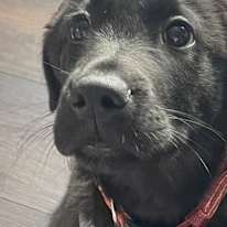 Chloe