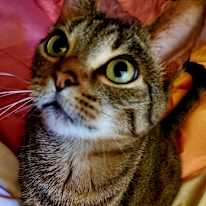 Vivian