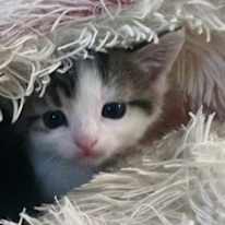 Melody
