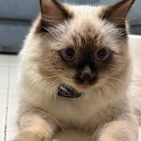 Aw Han Xi