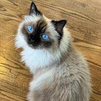 Shama