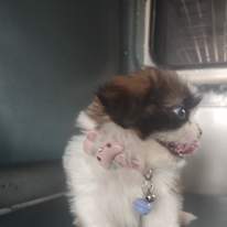 Ammu
