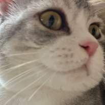 Elliot