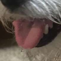 Carlos