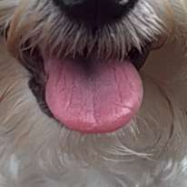 Bella