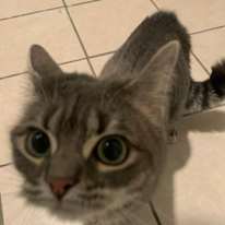 Cecil