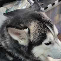 Dru