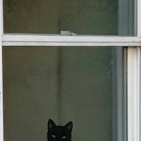 Alyssa