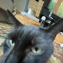 Ari