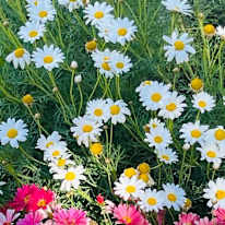 Anne